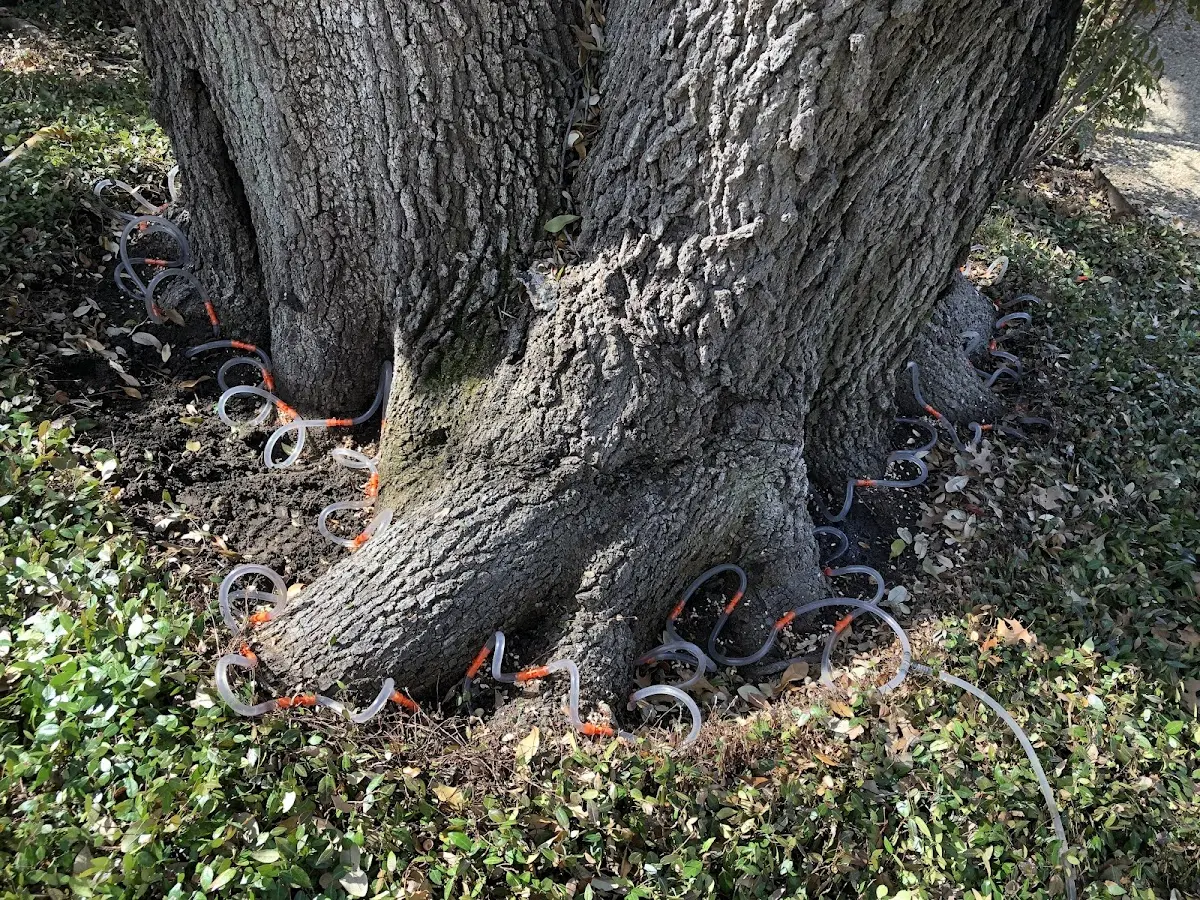 Detailed Tree Cabling and Bracing job site in China Village