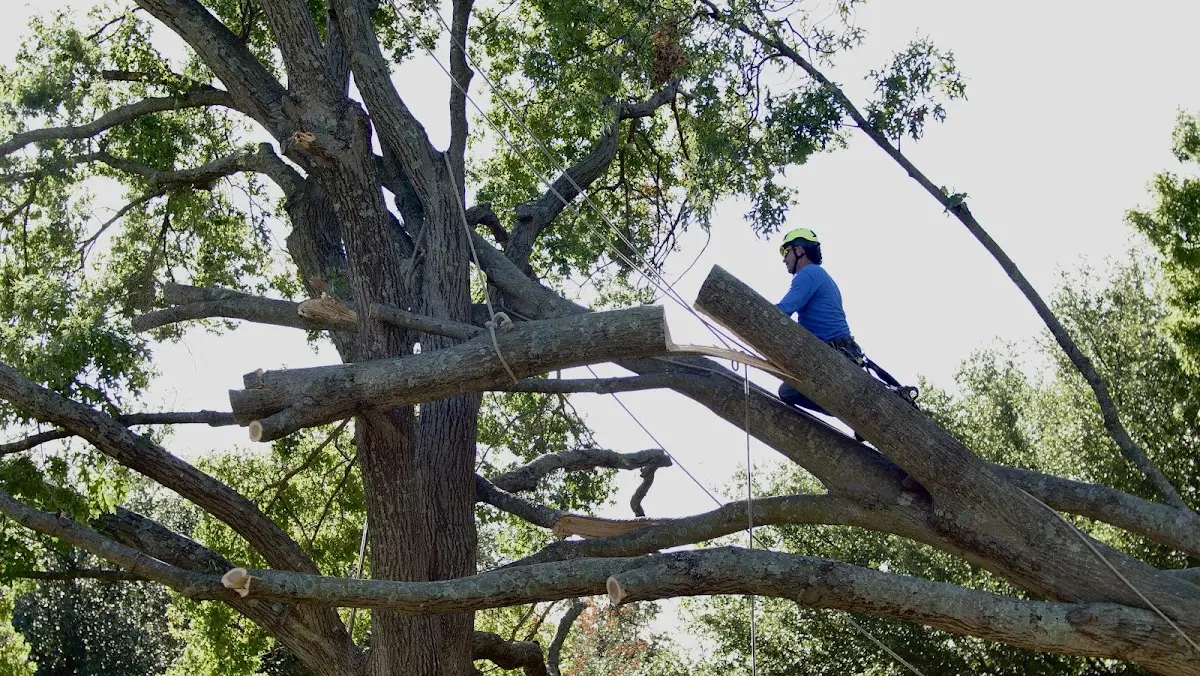 Professional Crown Thinning performed by certified arborists in China Village