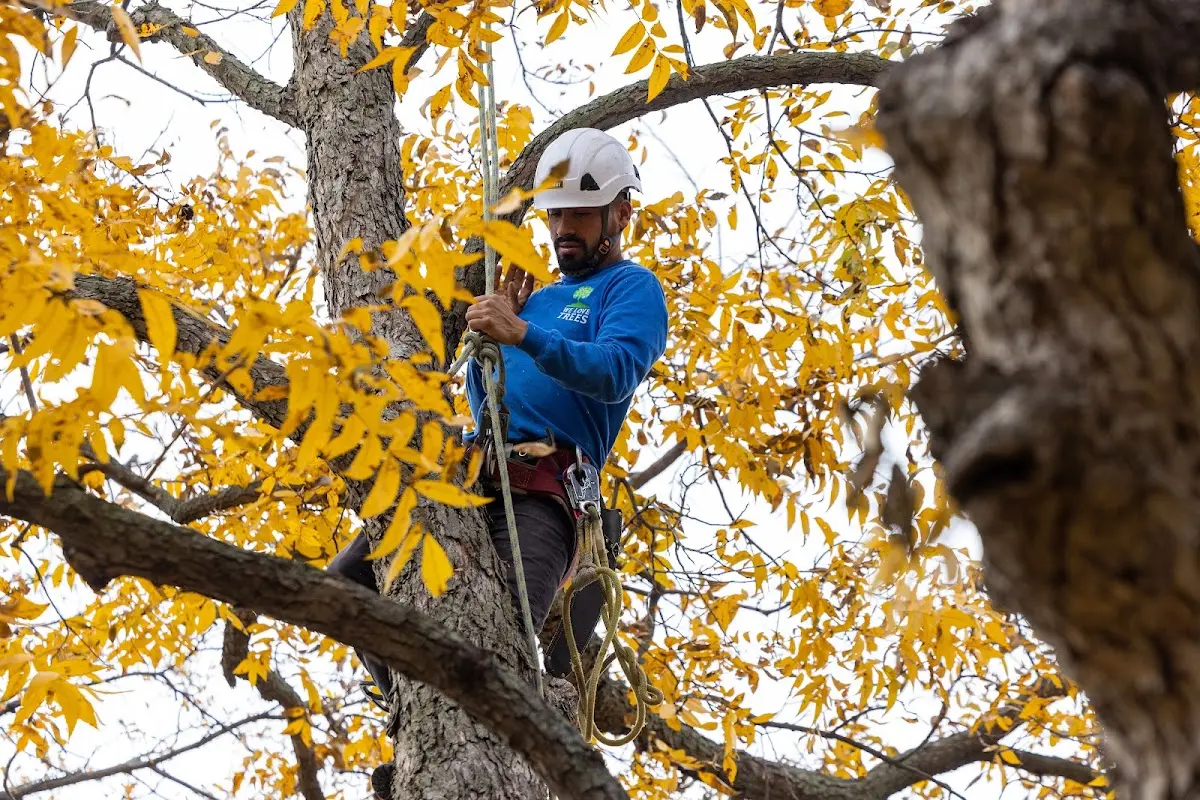 Skilled Tree Pruning crew working in China Village