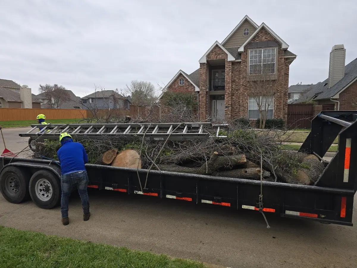 Expert Tree Removal with proper safety equipment in China Village